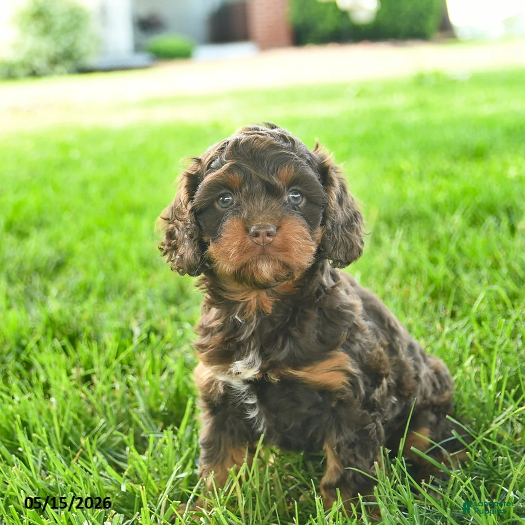 Cavapoo dogs for sale: Lexie  - Ad 1