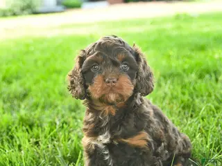 Cavapoo dogs for sale: Lexie - Ad 1