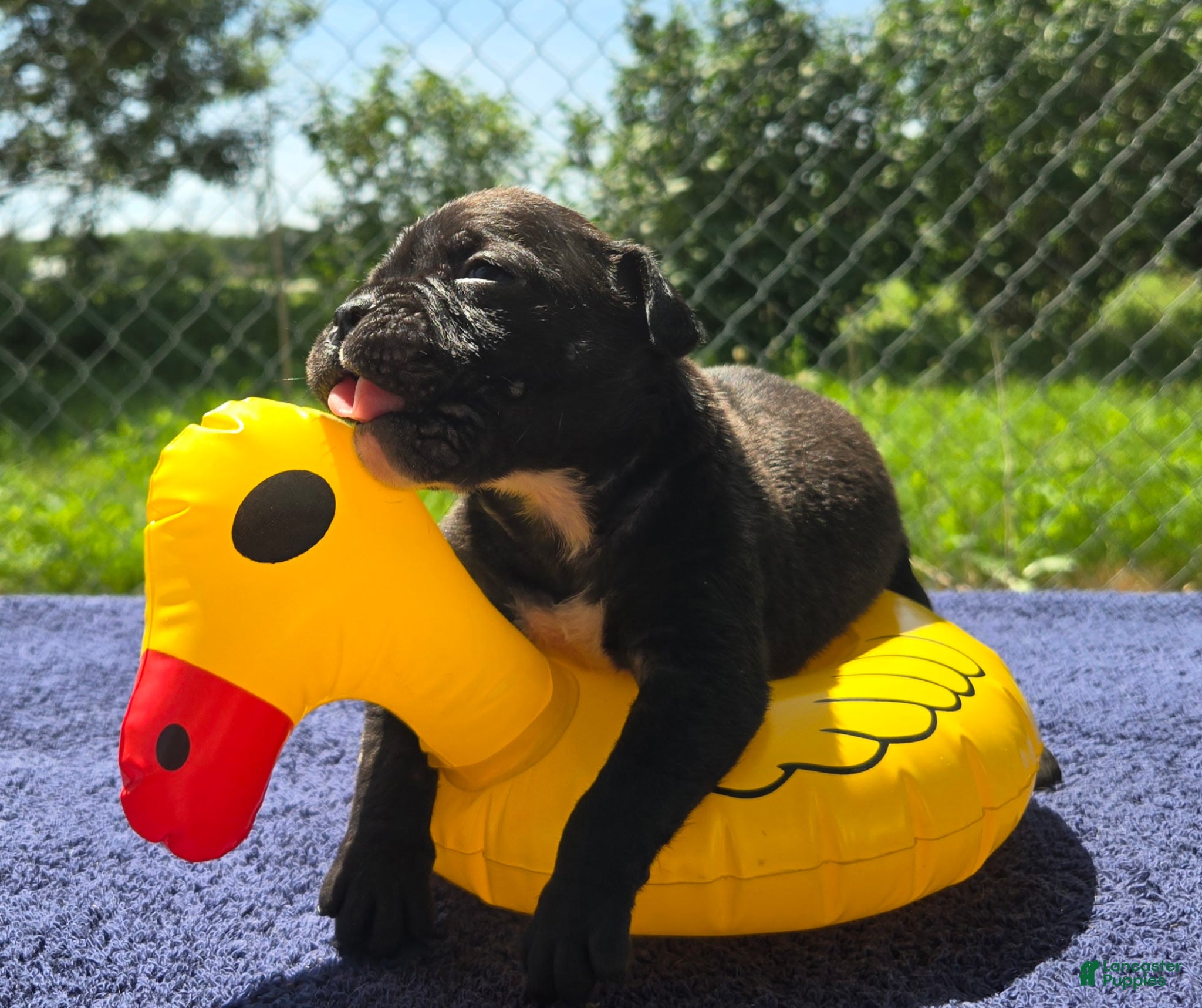 Olde English Bulldogge dogs Woody - Ad 2