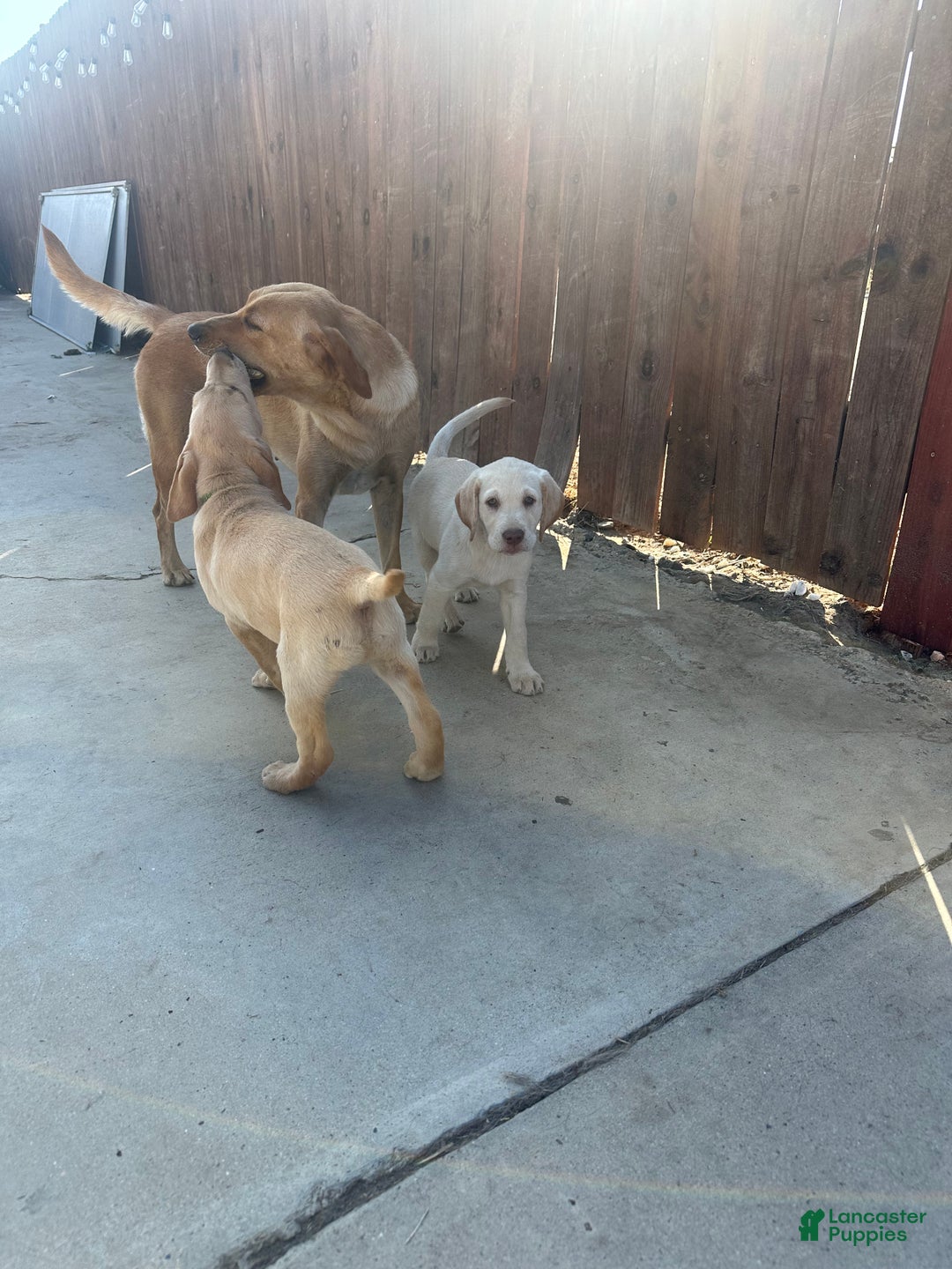 Labrador Retriever dogs for sale: Labrador Retriever Puppy 4 - Ad 9