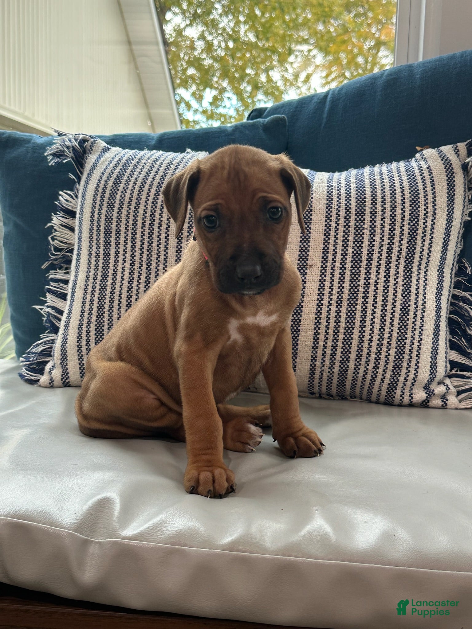 Rhodesian Ridgeback dogs "JOJO" AKC RHODESIAN RIDGEBACK - Ad 14