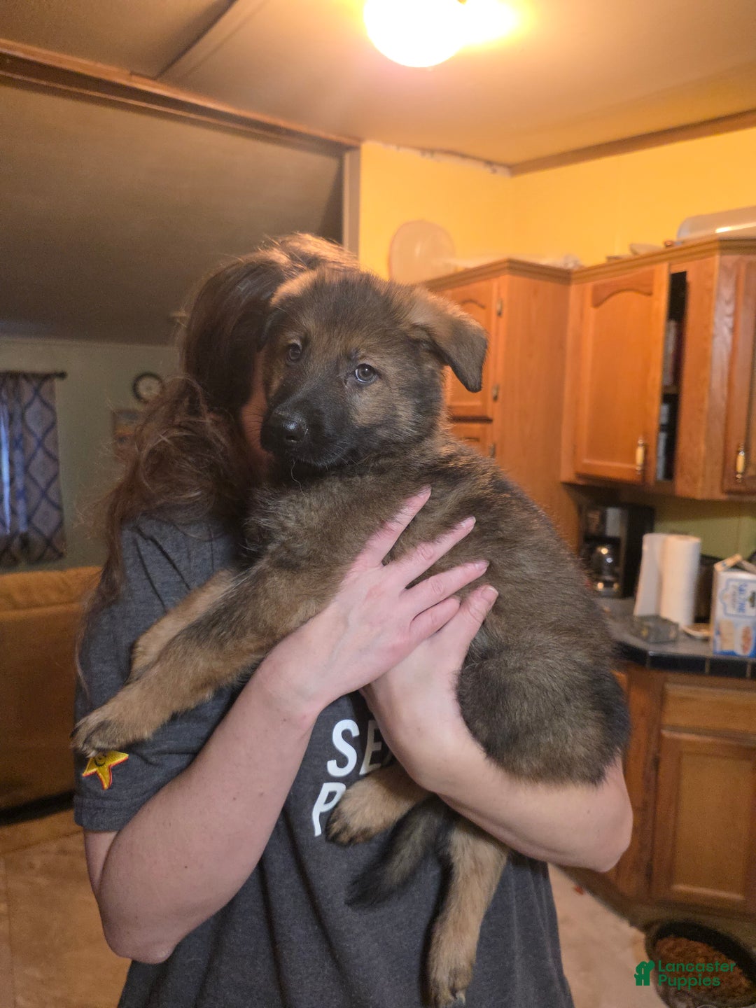 German Shepherd dogs for sale: German Shepherd Puppy 4 - Ad 3