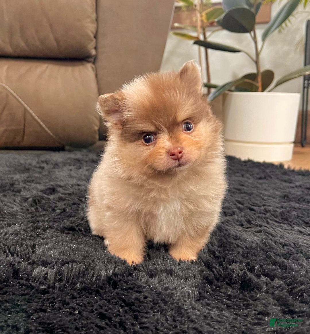 Pomeranian dogs for sale: Skyler - Ad 3