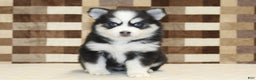 Pomsky dogs for sale: Buttons - Ad 3