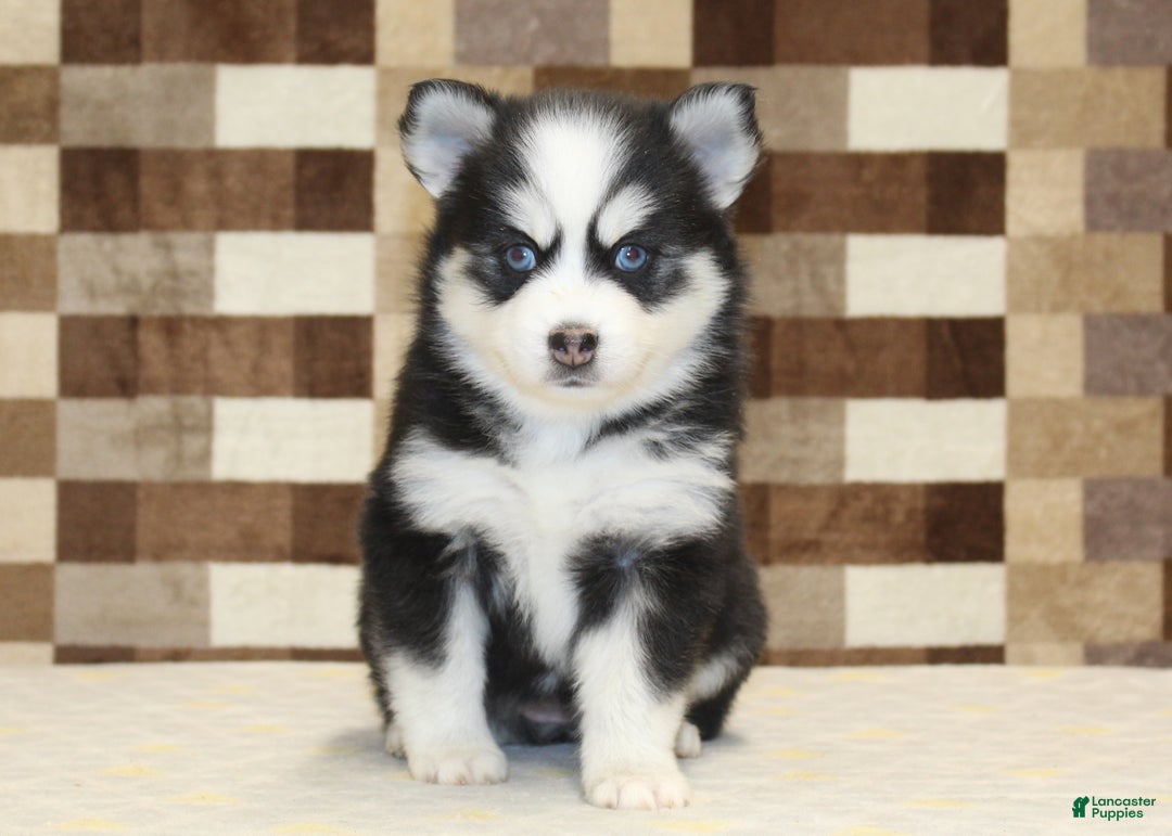 Pomsky dogs for sale: Buttons - Ad 3