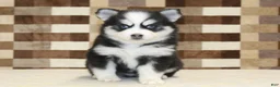 Pomsky dogs for sale: Bandit - Ad 12