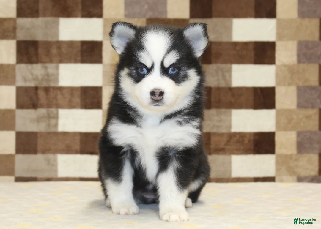 Pomsky dogs for sale: Bandit - Ad 12