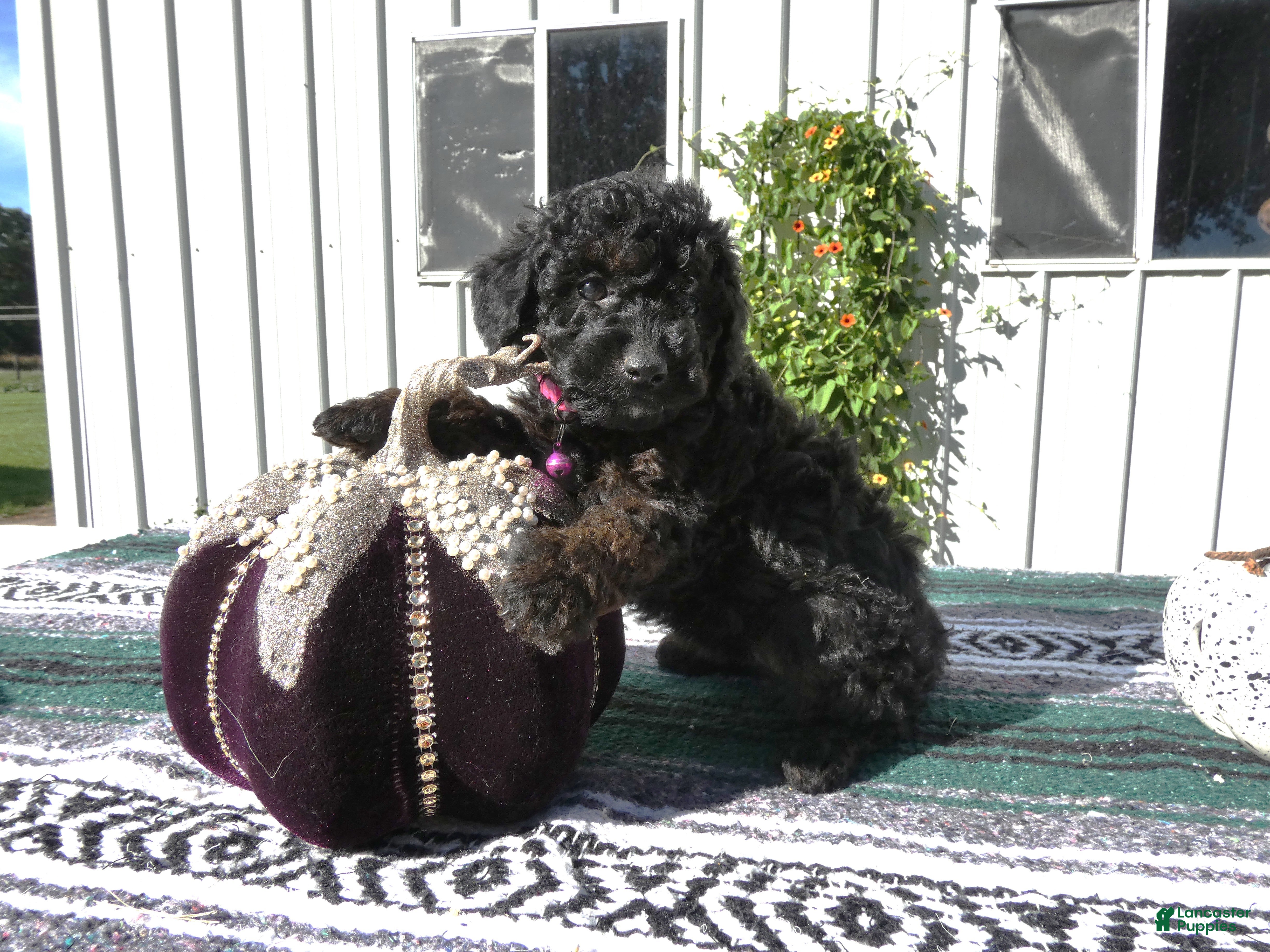 Mini Goldendoodle dogs Mini Goldendoodle 4 Stella - Ad 5