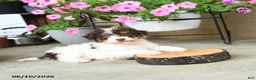 Mini Aussiedoodle dogs for sale: Pogo - Ad 2