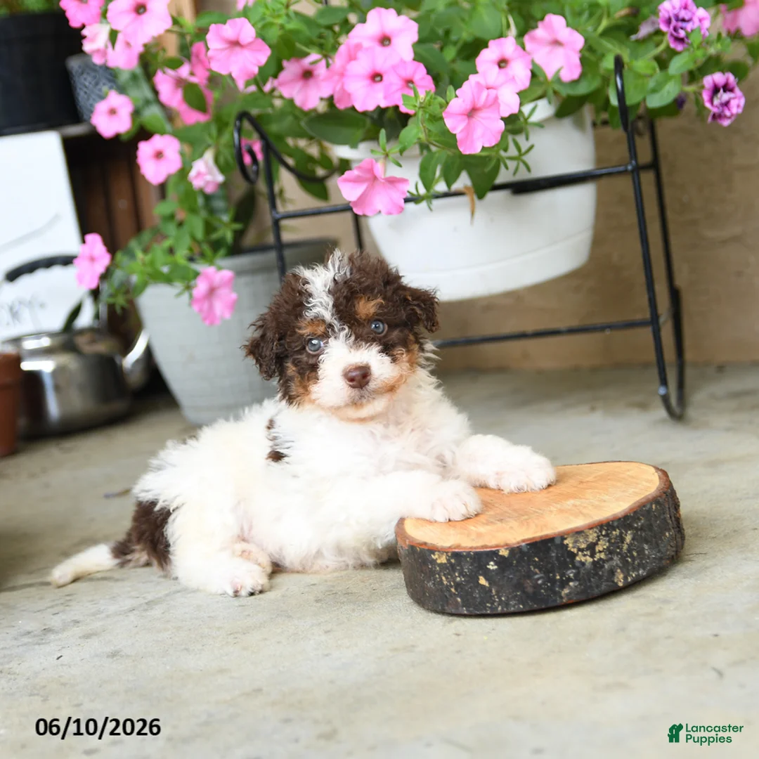 Mini Aussiedoodle dogs for sale: Pogo - Ad 2