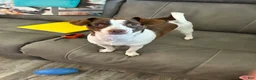 Chihuahua dogs for sale: Chihuahua 1 - Ad 4