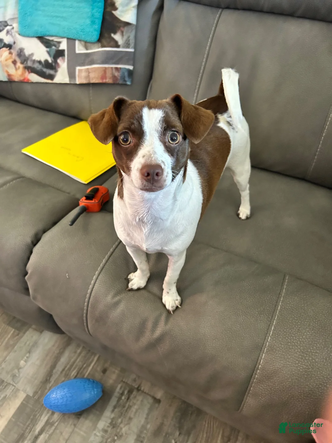 Chihuahua dogs for sale: Chihuahua 1 - Ad 4