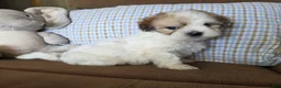 Maltipoo dogs for sale: Teddy - Ad 8