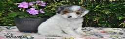 Miniature Poodle dogs for sale: Kari - Ad 5
