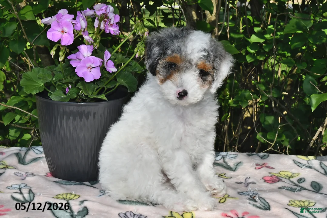 Miniature Poodle dogs for sale: Kari - Ad 5