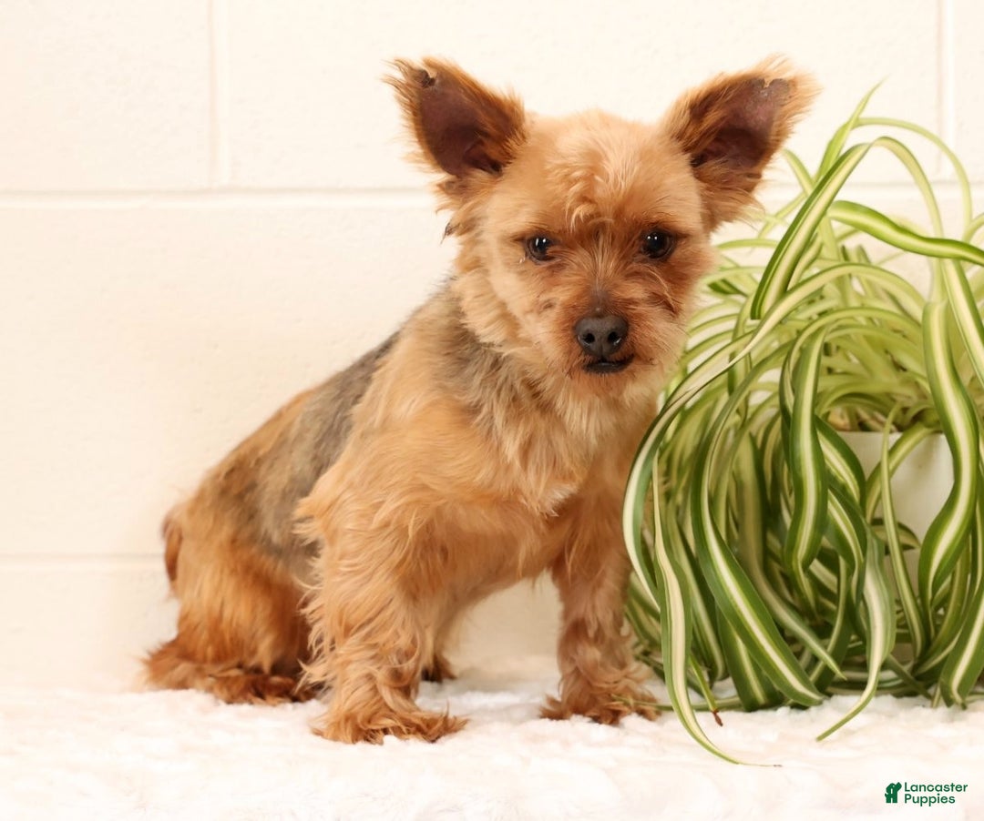 Yorkshire Terrier dogs for sale: Bella - Ad 11
