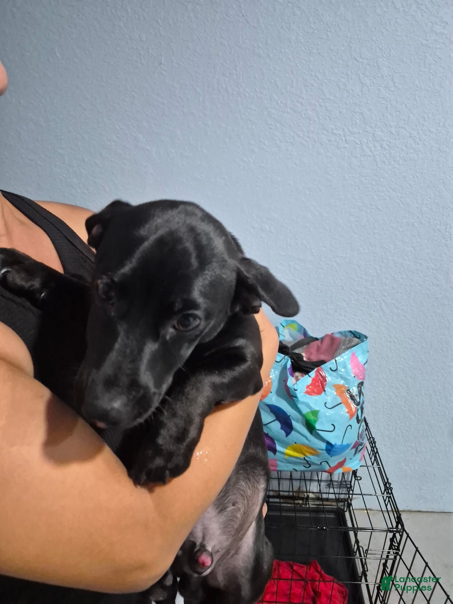 Dachshund dogs Dachshund 1 - Ad 9