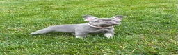 French Bulldog dogs for sale: Violet - Ad 3