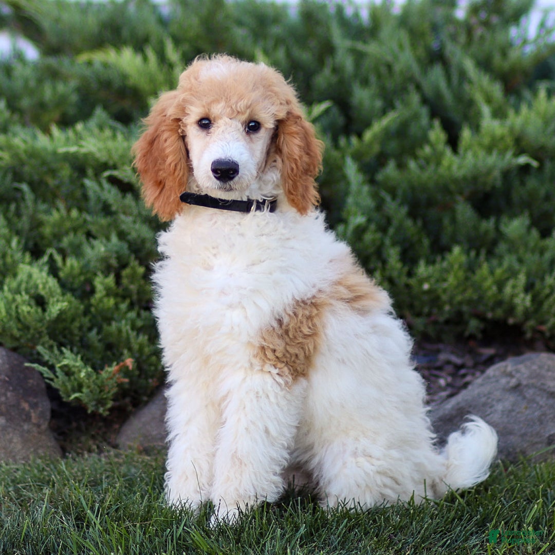 Standard Poodle dogs for sale: Ronnie - Ad 25