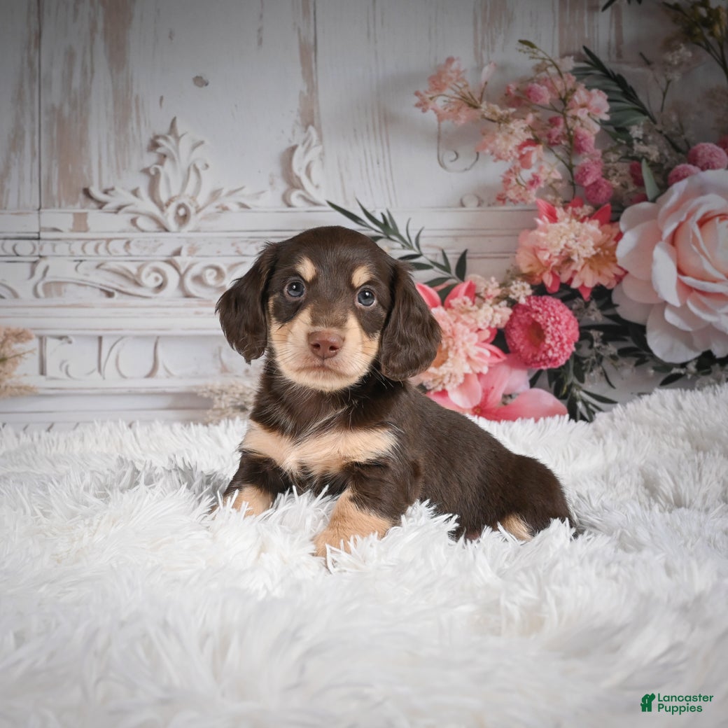 Miniature Dachshund dogs AKC-Ringo - Ad 12