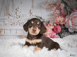 Miniature Dachshund dogs AKC-Ringo - Ad 12