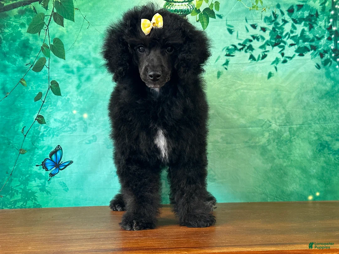 Miniature Poodle dogs for sale: Mulan - Ad 1