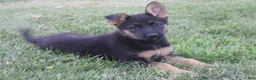 German Shepherd dogs for sale: Sofea - Ad 4