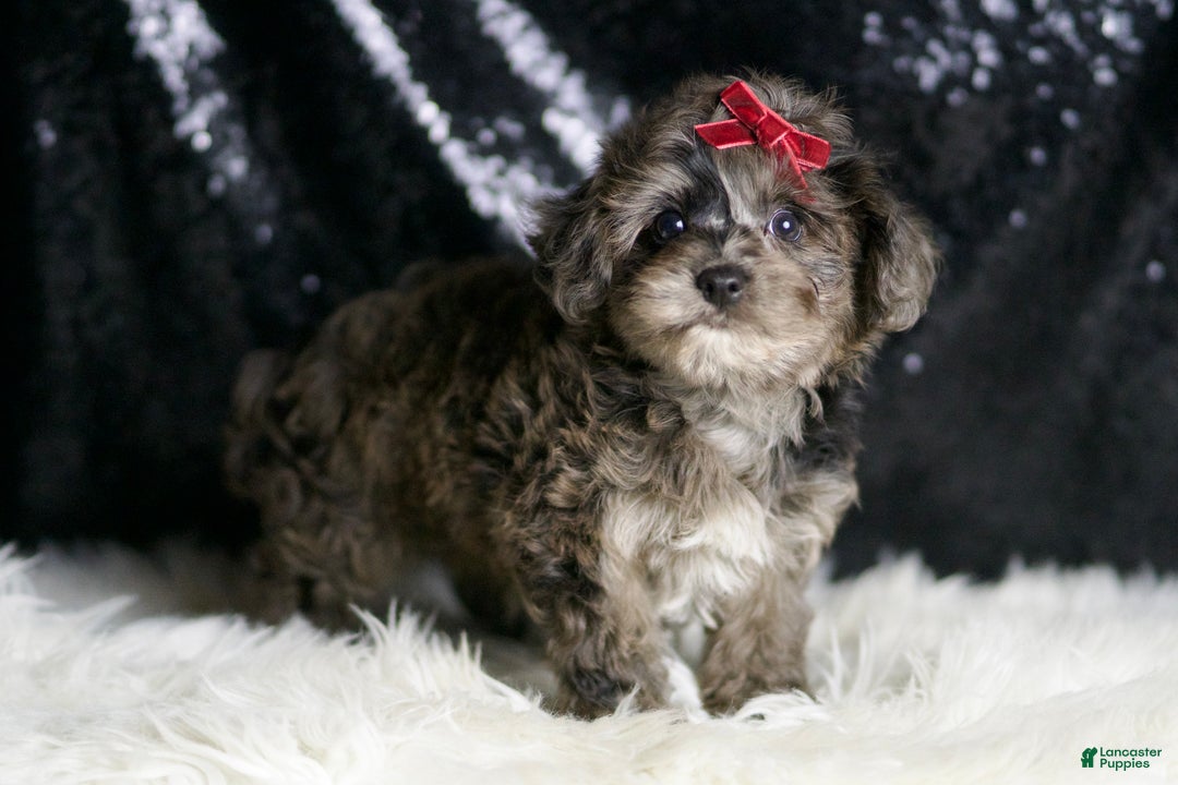 Yorkiepoo dogs for sale: Uno - Ad 3