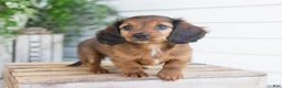 Dachshund dogs for sale: Hank - Ad 8