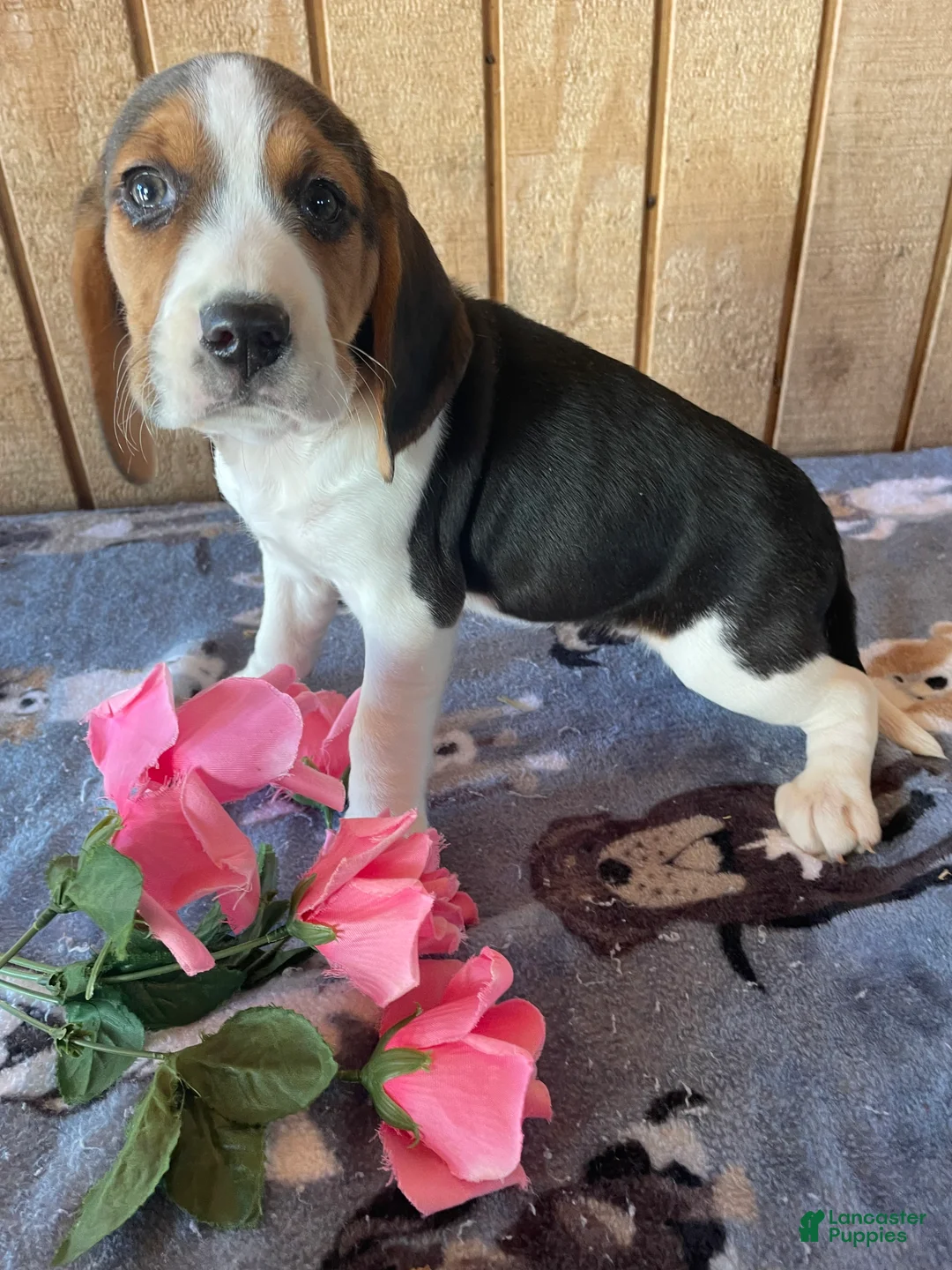Beagle dogs for sale: Dorothy - Ad 2