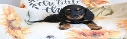 Miniature Dachshund dogs for sale: Daisy - Ad 11