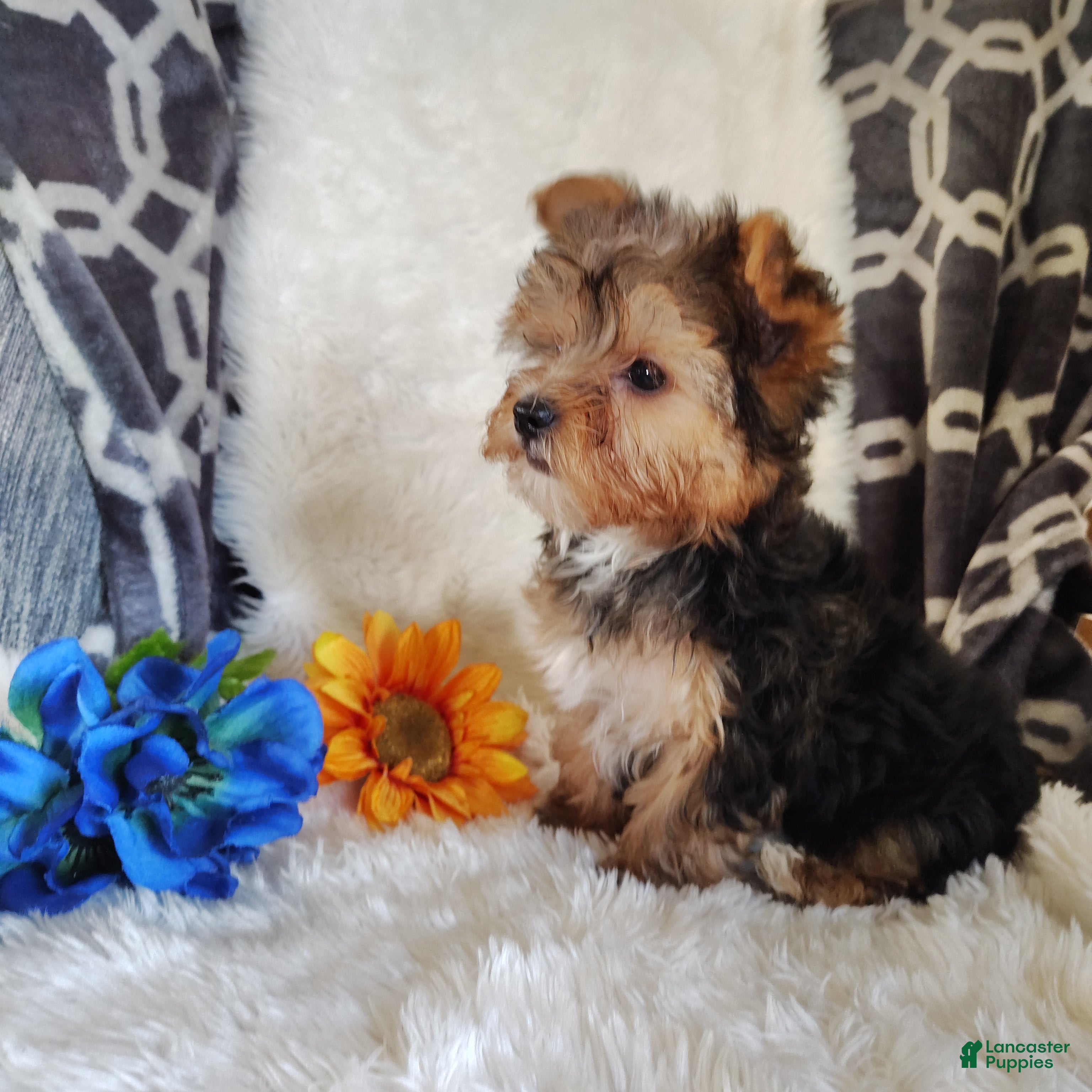 Yorkshire Terrier dogs Benson - Ad 2