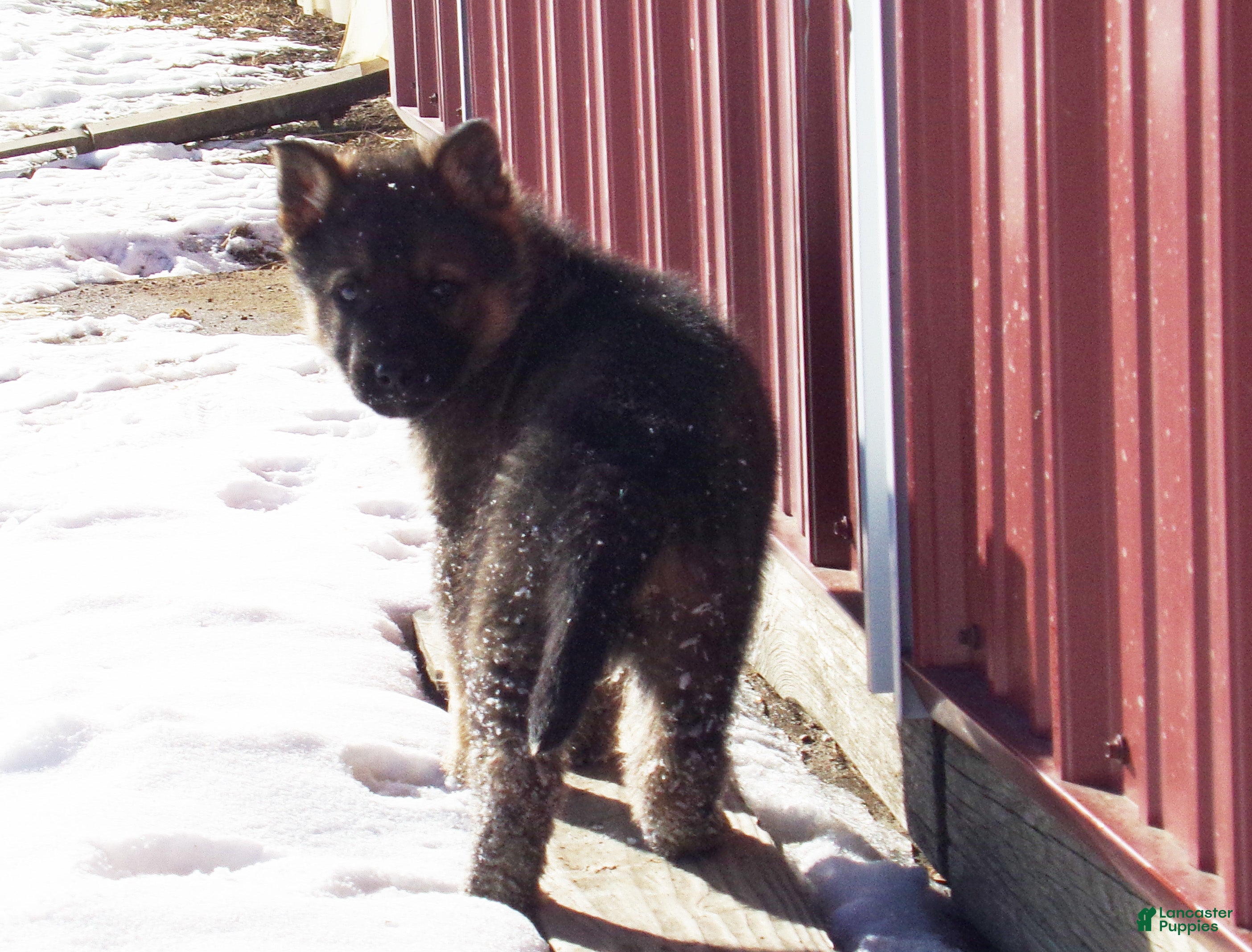 German Shepherd dogs Carter - Ad 2