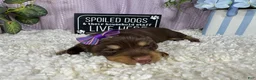 Miniature Dachshund dogs for sale: Miniature Dachshund 2 - Ad 1