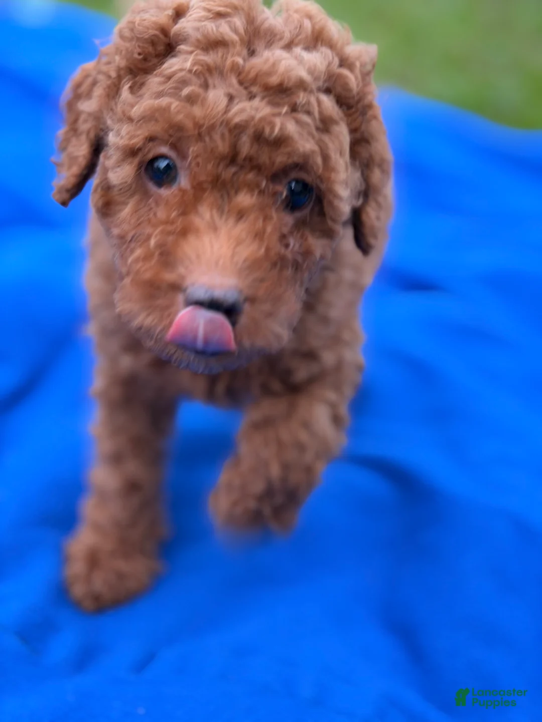 Mini Goldendoodle dogs for sale: Autumn  - Ad 2