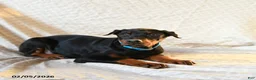 Doberman Pinscher dogs for sale: Roxie - Ad 3