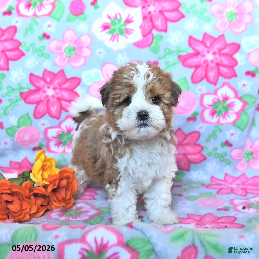 Havapoo dogs for sale: Huckleberry - Ad 1