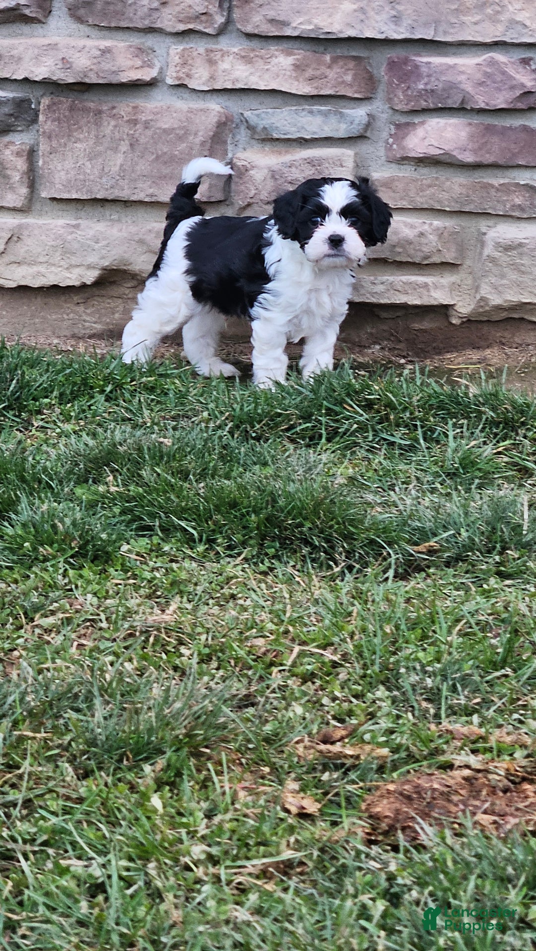 Mixed Breed dogs for sale: Oreo - Ad 2