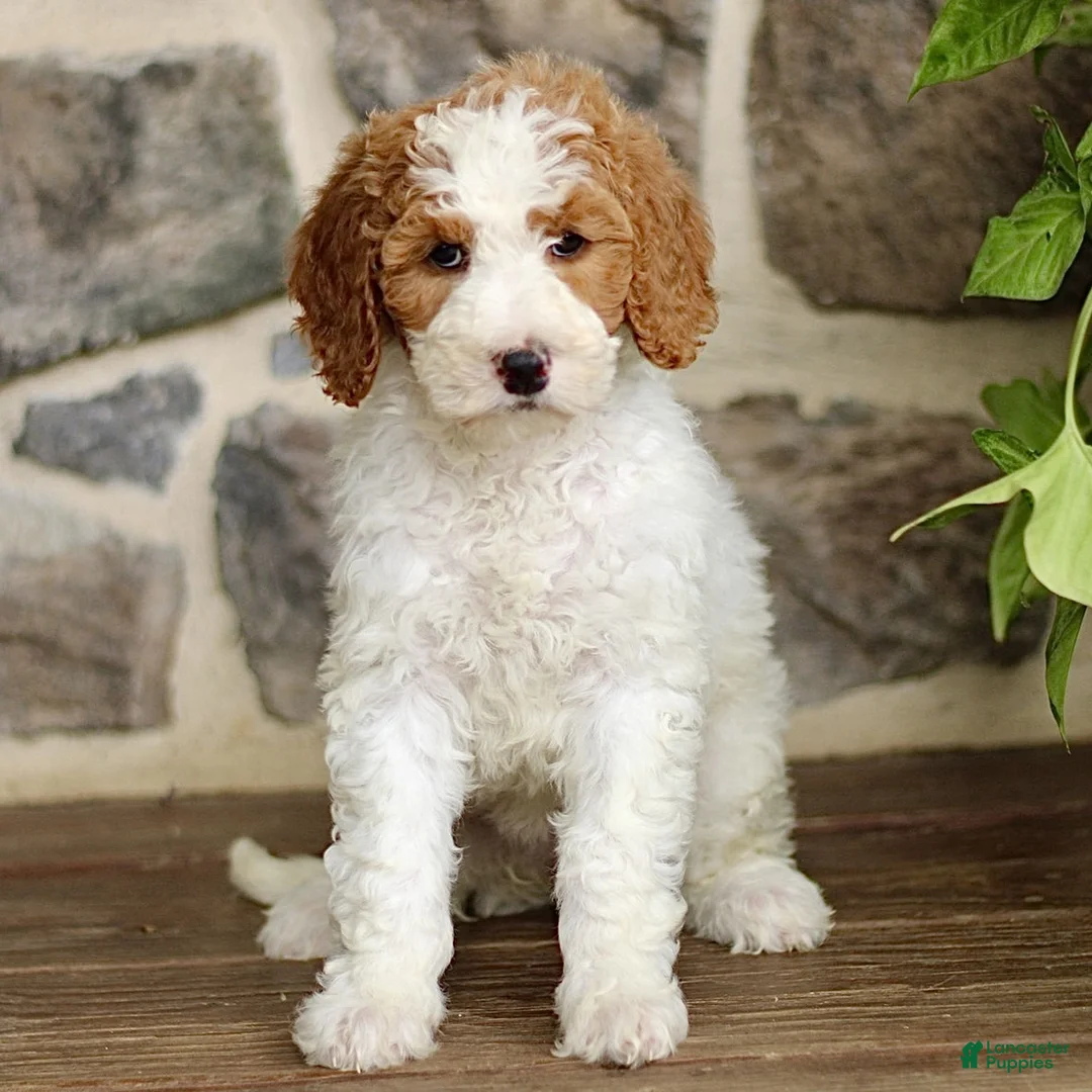 Goldendoodle dogs for sale: Joann  - Ad 1