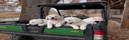 Labrador Retriever dogs for sale: Labrador Retriever 1 - Ad 1