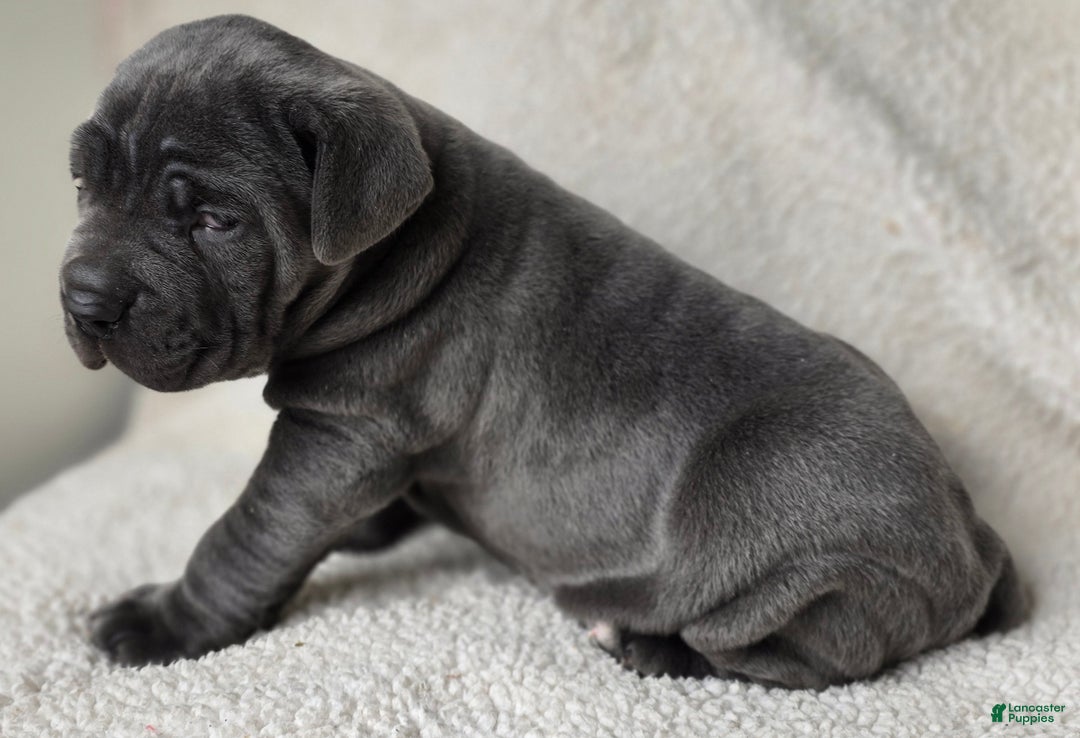 Cane Corso dogs for sale: Cane Corso Puppy 1 - Ad 12