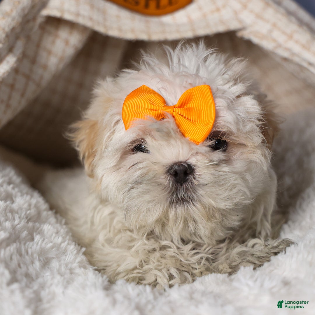 Shih Tzu dogs for sale: NICKY - Ad 5