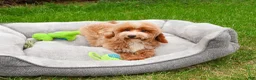 Miniature Poodle dogs for sale: Rhett  - Ad 6