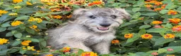 Schnoodle dogs for sale: Mitch  - Ad 3