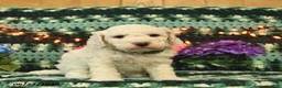 Mini Goldendoodle dogs for sale: Silly Billy  - Ad 4