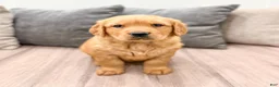 Golden Retriever dogs for sale: Hanna - Ad 6