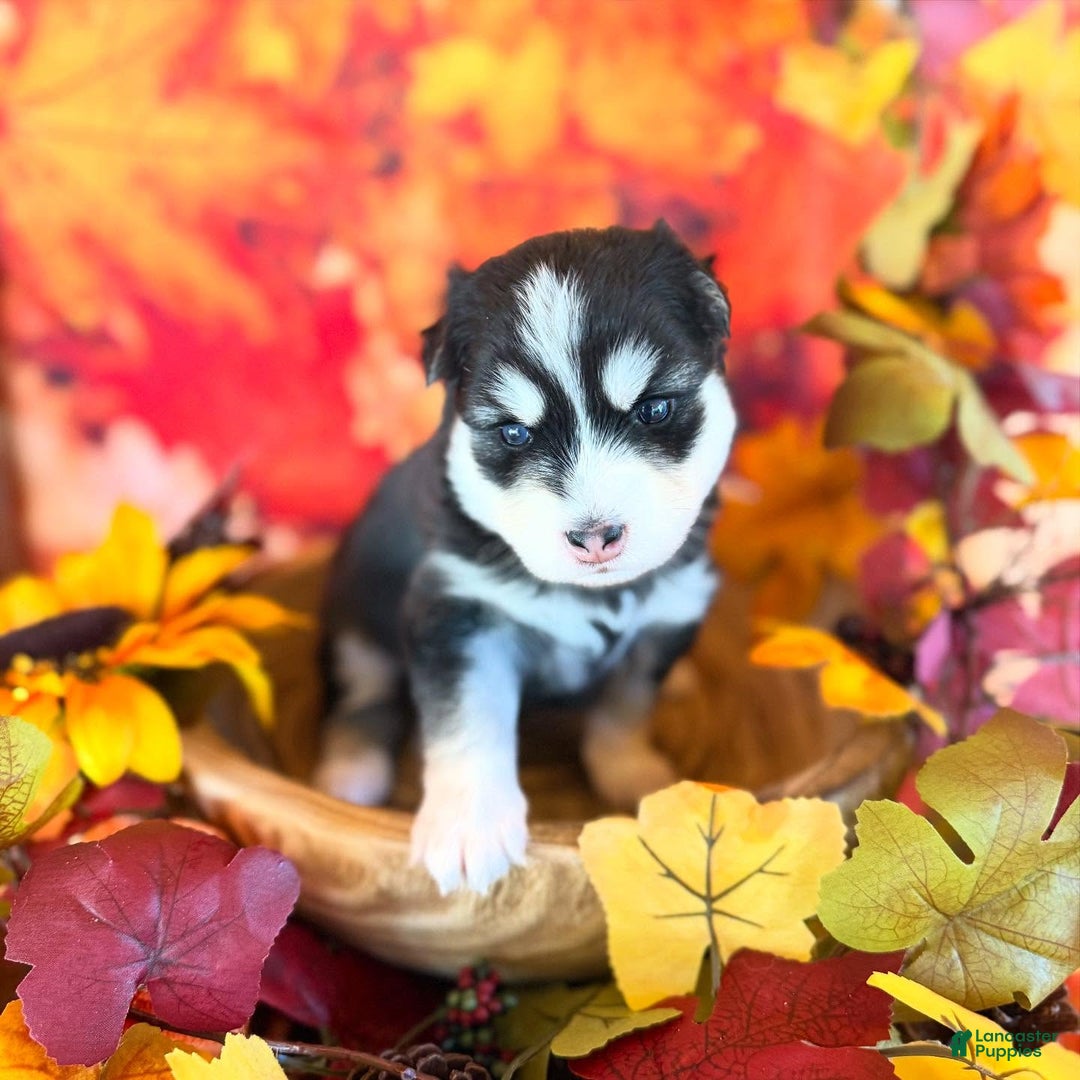 Pomsky dogs for sale: Lumi - Ad 7