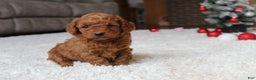 Cavapoochon dogs for sale: Molly - Ad 7