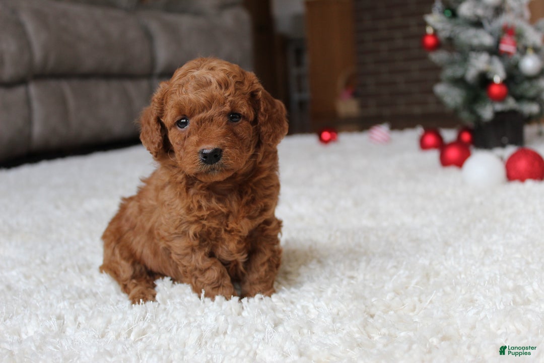 Cavapoochon dogs for sale: Molly - Ad 7