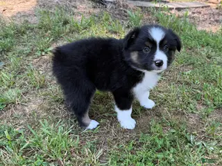 Australian Shepherd dogs for sale: Australian Shepherd Jason - Ad 4